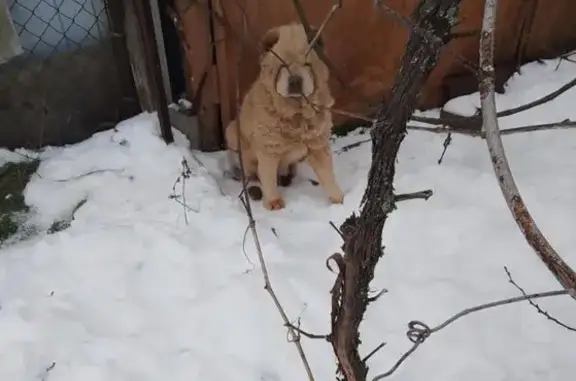 Найденные животные Родники, фото: Найдена чау-чау в Родниках, Краснодарский край