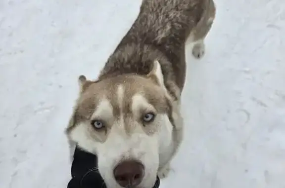 Найдена собака, Электросталь, фото: Найдена хаски у Глобуса, Электросталь