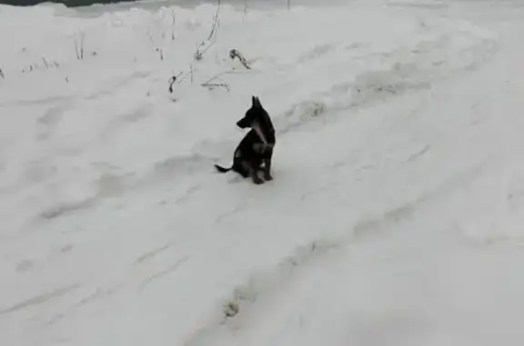 Найденные животные Челябинск, фото: Срочно! Найдена собака, Челябинск