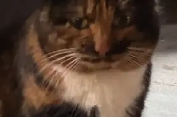 Найдена кошка, Лапино, фото: Трехцветная кошка найдена: Успенское ш.