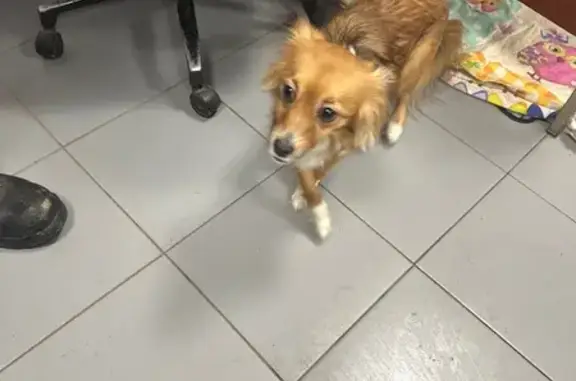 Найдена собака, Москва, фото: Найдена собака, Ангарская ул. 7 к2, Москва