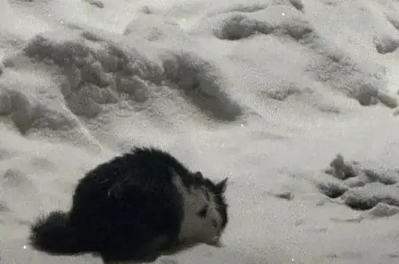 Найдена кошка, Ярославль, фото: Кошка найдена: пр. Фрунзе, 31, Ярославль