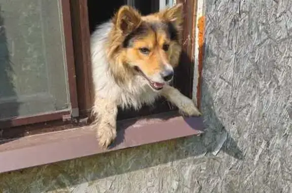 Пропала собака, Рахманово, 46Н-02023 - photo