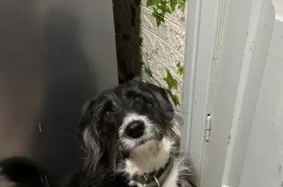 Собаки потеряшки, Лесозаводск, фото: Потеряшка собака, Луговая ул, Лесозаводск