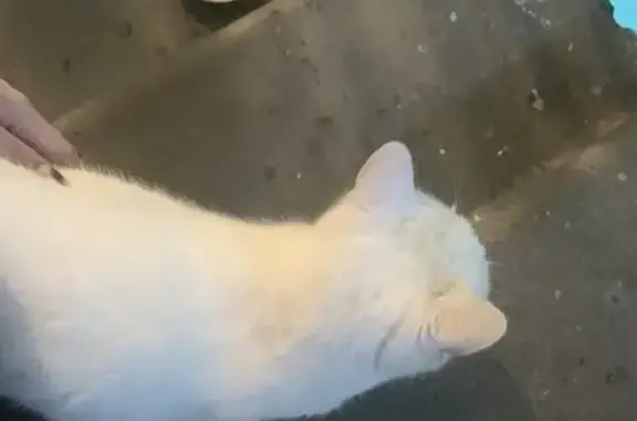 Найдена кошка, Мурманск, фото: Кошка найдена на ул. А. Невского, 91, Мурманск