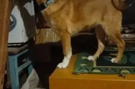 Найдена собака, Верхняя Салда, фото: Щенок найден на ул. Крупской, Верхняя Салда