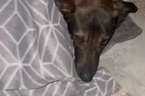 Пропала собака, ул. Социалистическая 216 - photo