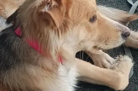 Найдена собака, Казань, фото: Собака найдена, ул. Адоратского 66, Казань