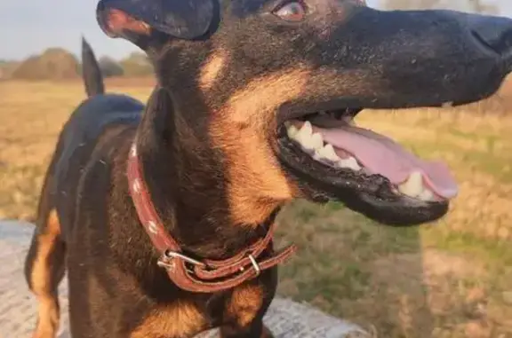 Собаки потеряшки, Жуковский район, фото: Потеряшка собака, Калужская область
