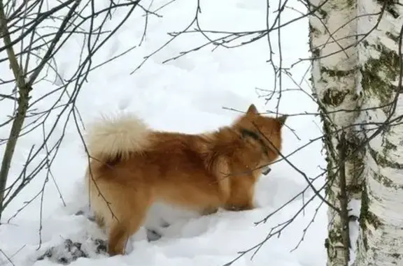 Найденные животные Петрозаводск, фото: Светлая собака найдена: Лососинская, 14