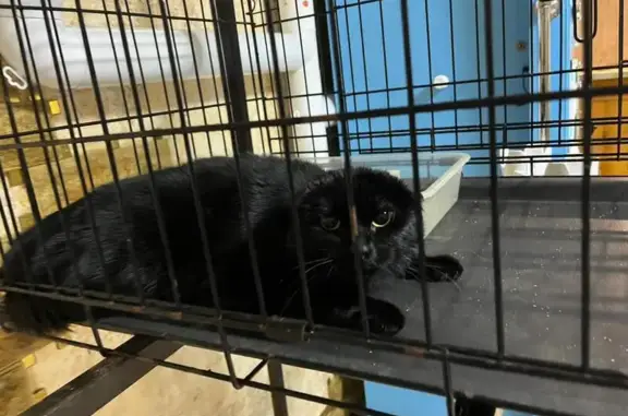 Найдена кошка, Владикавказ, фото: Найдена чёрная кошка, Владикавказ, Черняховского 26