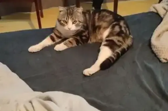 Пропала кошка на ул. Свободы, Урюпинск - photo