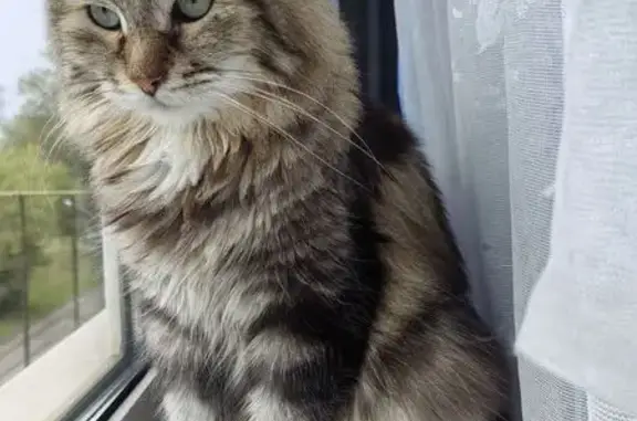 Пропал кот Барсик, Дунайский пр., 37к1 - photo