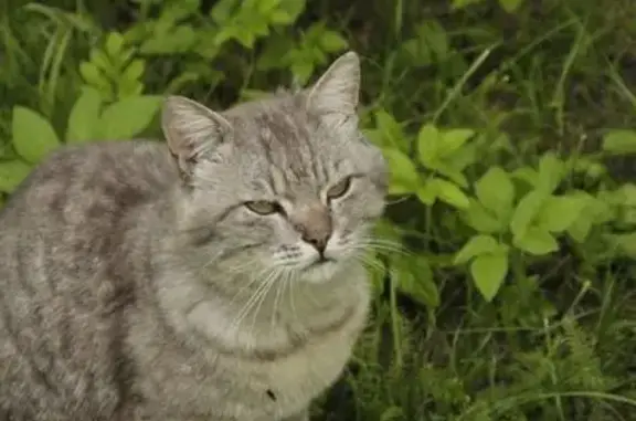 Пропал кот Василек, Алтышево, Чувашия - photo