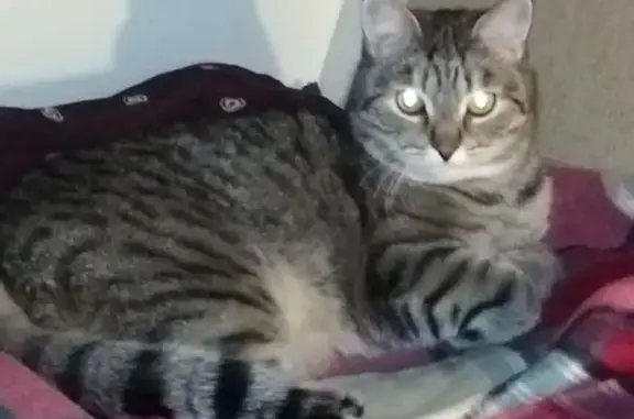 Пропала британская кошка, Энгельса 74 - photo