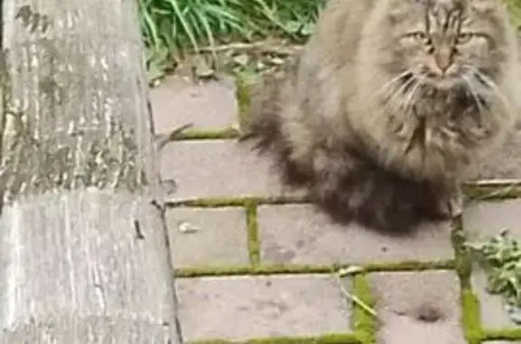 Найдена кошка, Истра, фото: Кошка найдена: МО, 46Н-02861