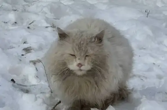 Найденные животные Ростов-на-Дону, фото: Кошка найдена: ул. Веры Пановой, 31-33/30