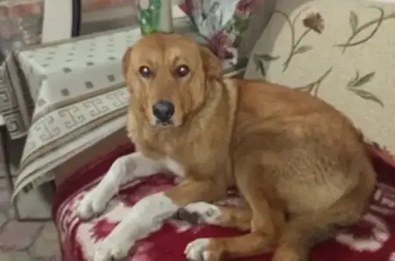 Найдена собака, Елизаветинская, фото: Найдена собака, Степная 29, Елизаветинская