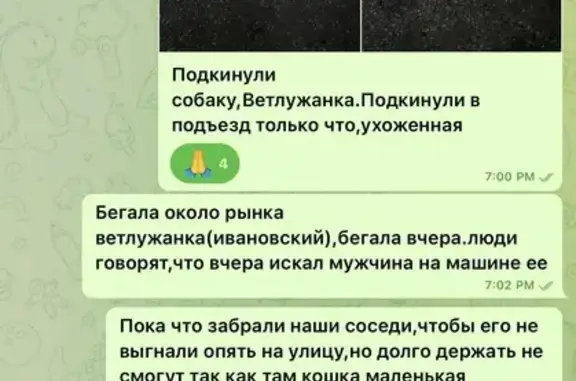 Найдена собака, Красноярск, фото: Найдена собака на ул. Словцова, 7, Красноярск
