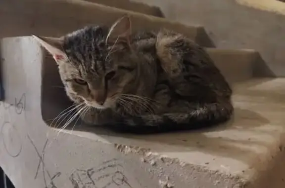 Кошка найдена: ул. Пархоменко, 20, Пермь - photo