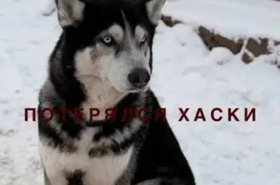 Найденные животные Воронеж, фото: Собака найдена на Ростовской ул, Воронеж