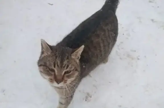 Пропала кошка, Красное Поле, Челябинск - photo