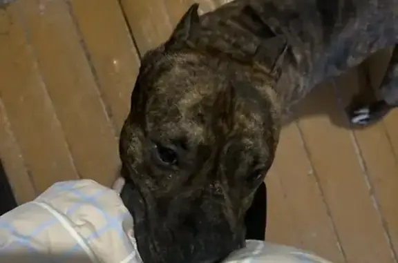 Найдена собака, Орск, фото: Собака найдена на Горького, 60, Орск