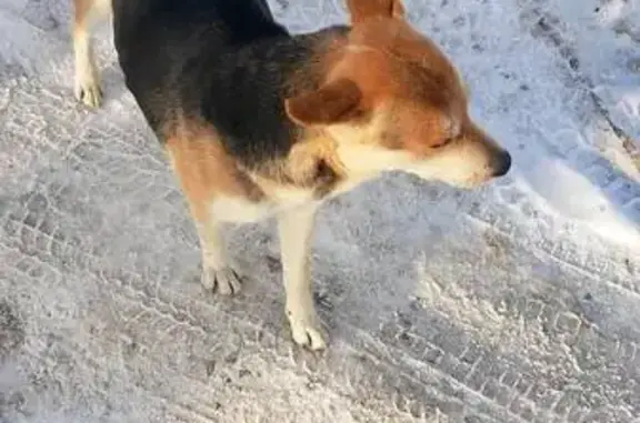 Найдена собака, Северское, фото: Собака найдена на А-146, Северское поселение