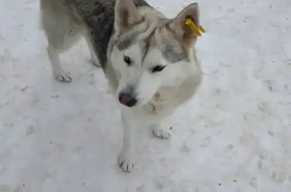 Найдена собака, Афипский, фото: Собака найдена в Афипском, Краснодарский край