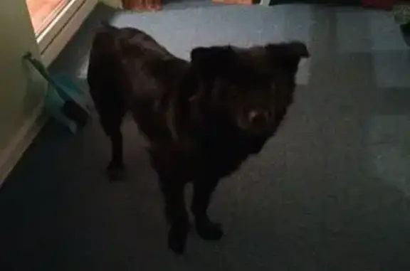 Пропала собака, Новоозёрная 9, Совхозный - photo