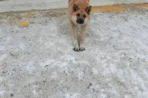 Найдена собака, Афипский, фото: Собака у школы, Комсомольская 106, Афипский