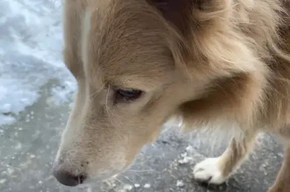 Объявления о пропавших и найденных животных, Москва, фото: Собака найдена на Открытом шоссе, Москва