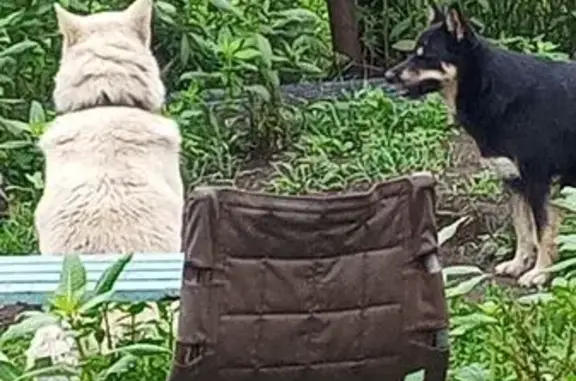 Пропала собака, Холмск, Сахалинская обл. - photo