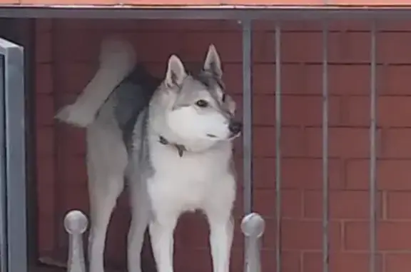 Пропала собака, улица Волкова, Йошкар-Ола - photo