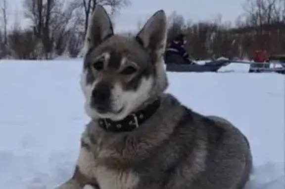 Пропала собака, Русский Юрмаш - photo