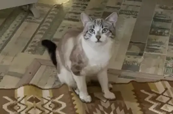 Пропала кошка, Овражный переулок, 5, Сергиев Посад - photo