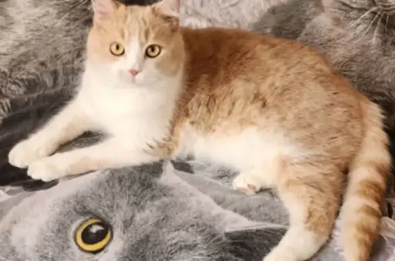 Кошки потеряшки, Старый Оскол, фото: Потеряшка кот, улица Сталеваров, 66/17, Старый Оскол - бело-рыжий окрас