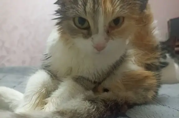 Найдена кошка, Головтеево, фото: Кошка найдена: Солнечная ул., 13, Головтеево