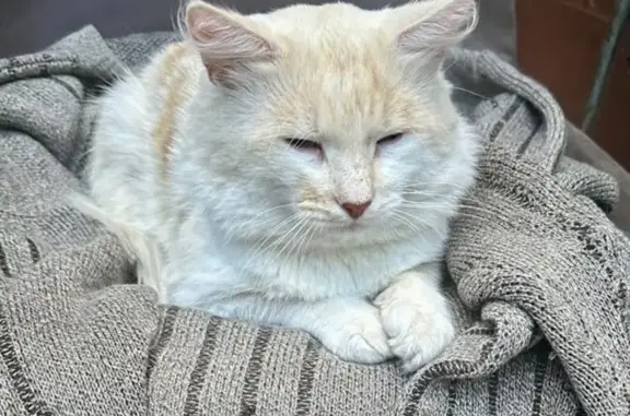 Пропала кошка, Садовая ул., 17, Плещеево - photo