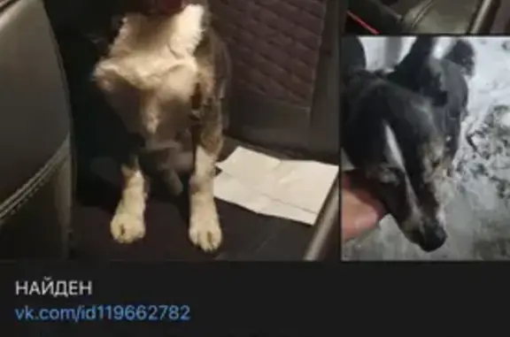 Найденные животные Петрозаводск, фото: Потерян пес: ул. Антонова, Петрозаводск