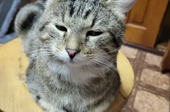 Кошки потеряшки, Красномайский, фото: Потеряшка кошка, ул. Школьная, Красномайский