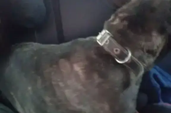 Собака найдена у Чижика, Набережная 14 - photo