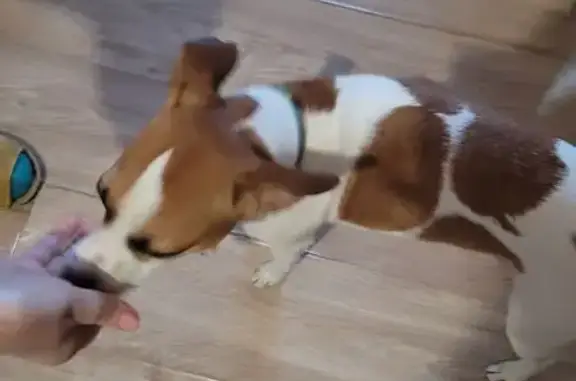 Найдена собака, Таганрог, фото: Собака найдена: 15-й пер., г.о. Таганрог