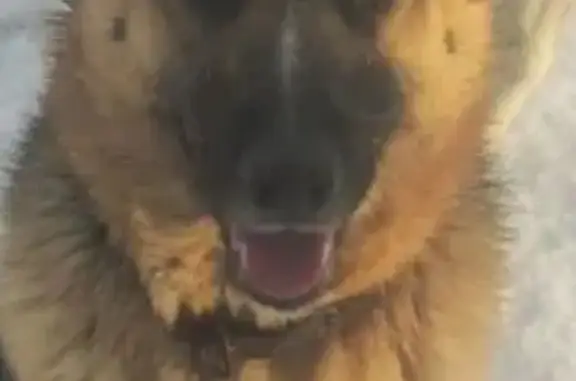 Найдена собака, Ростов-на-Дону, фото: Найдена собака, мужской, Красноаксаиская улица, 18, Ростов-на-Дону - молодая овчарка с голубыми глазами