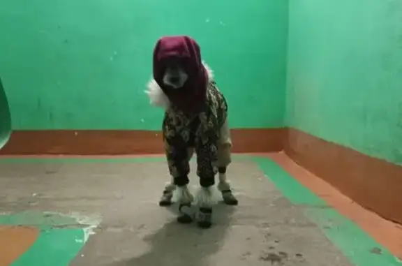 Найдена собака, Пермь, фото: Найдена собака, Стахановская улица, Пермь