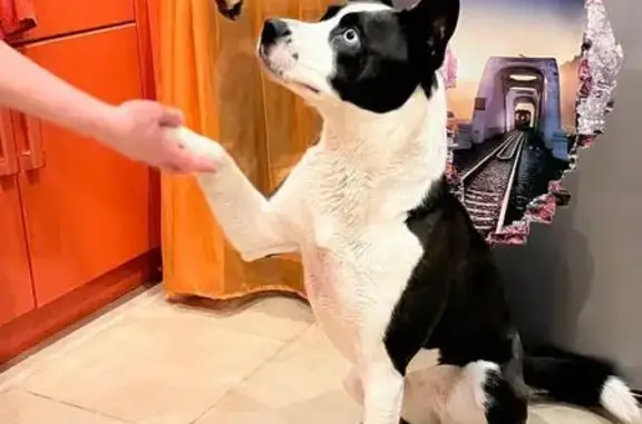 Пропала собака, д. Дьяково, Раменский - метис хаски с разноцветными глазами - photo