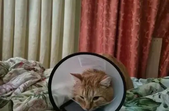 Пропал кот, Североозёрная улица, 2, Волгоград - рыжий с воротником на голове - photo