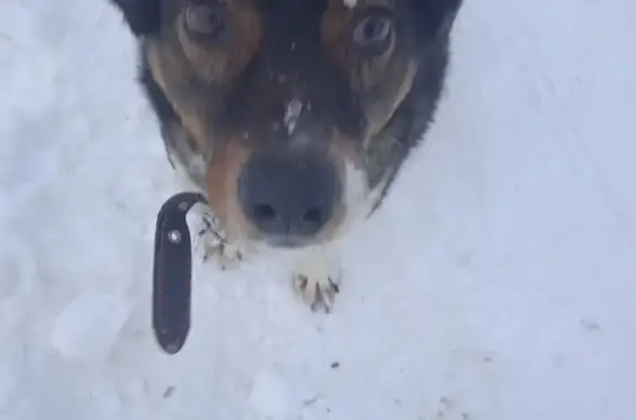 Найдена собака, Гусино, фото: Найдена собака, Интернациональная улица, 46, Гусино - ухоженная, добрая