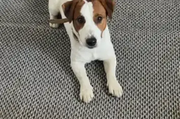 Собаки потеряшки, Владимир, фото: Потеряшка собака, Студенческая улица, 16Г, Владимир - упитанный Джек Рассел