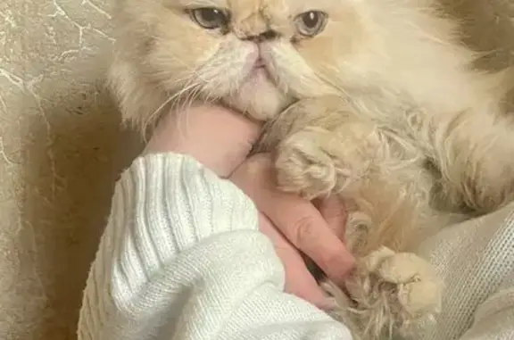 Найдена кошка, Калининград, фото: Найдена кошка, Комсомольская улица, 14, Калининград - ласковый котик